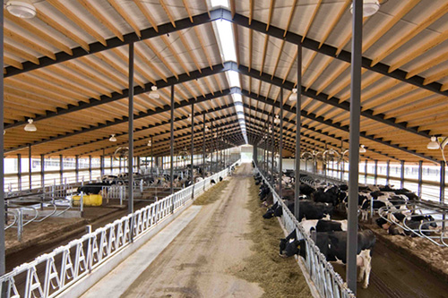steel livestock barns for cows and other farm animals