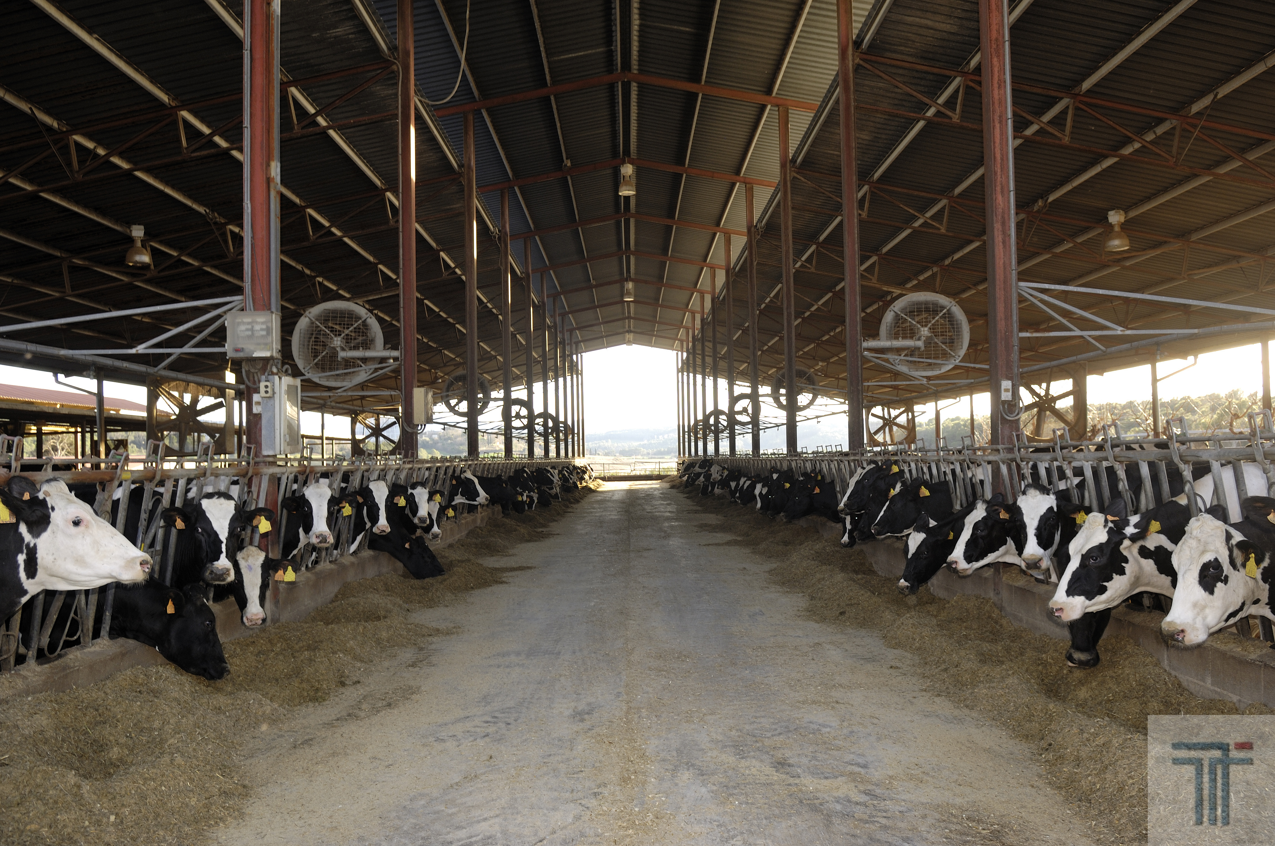 5 Reasons to Have Steel Livestock Buildings