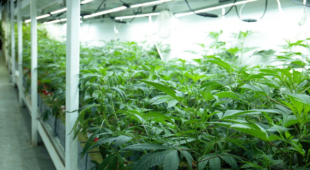 5 Reasons to Use a Prefab Steel Building for Your Marijuana Grow House
